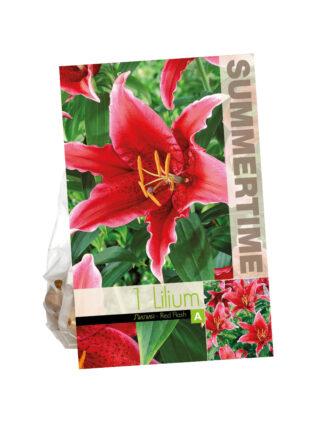 Lilium Red Flash