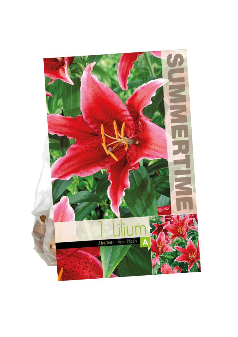 Lilium Red Flash