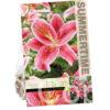 Lilium Star Gazer