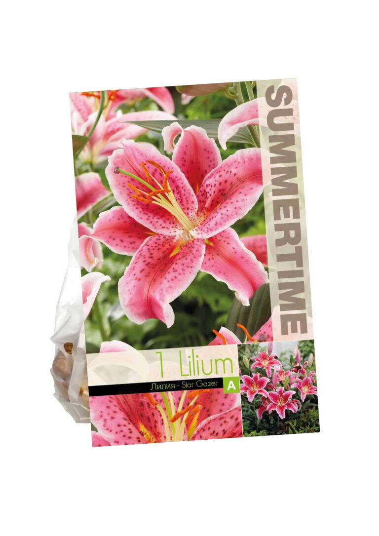Lilium Star Gazer