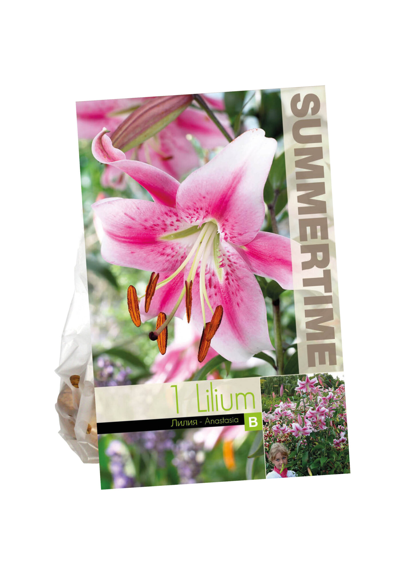 Lilium Anastasia