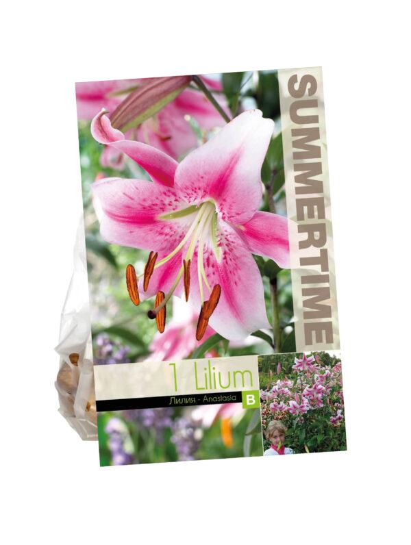 Lilium Anastasia