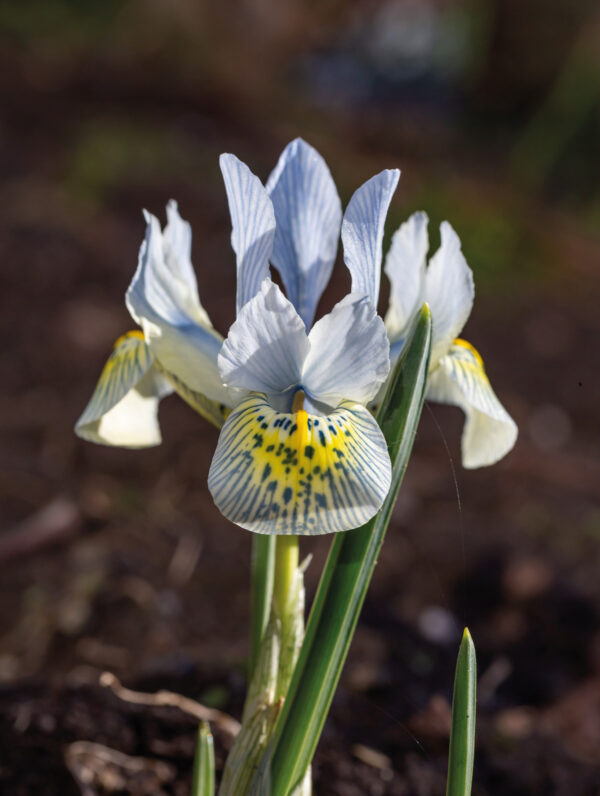 Iris Ret. Katharine Hodgkin - bag