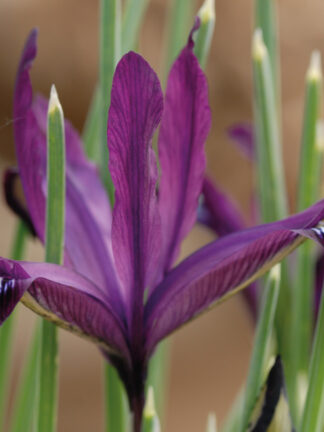Iris Ret. Pauline - bag