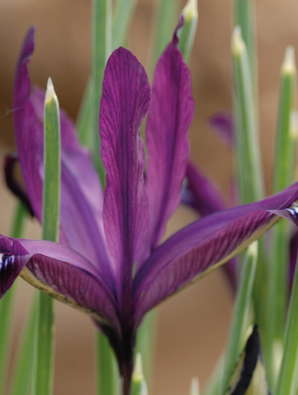 Iris Ret. Pauline