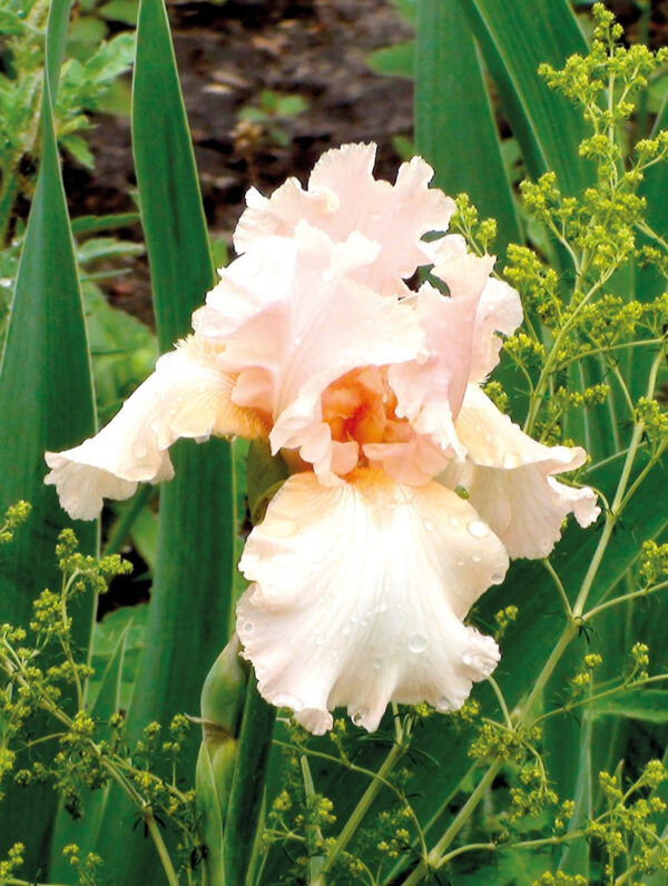 Iris Beverly Sills - case