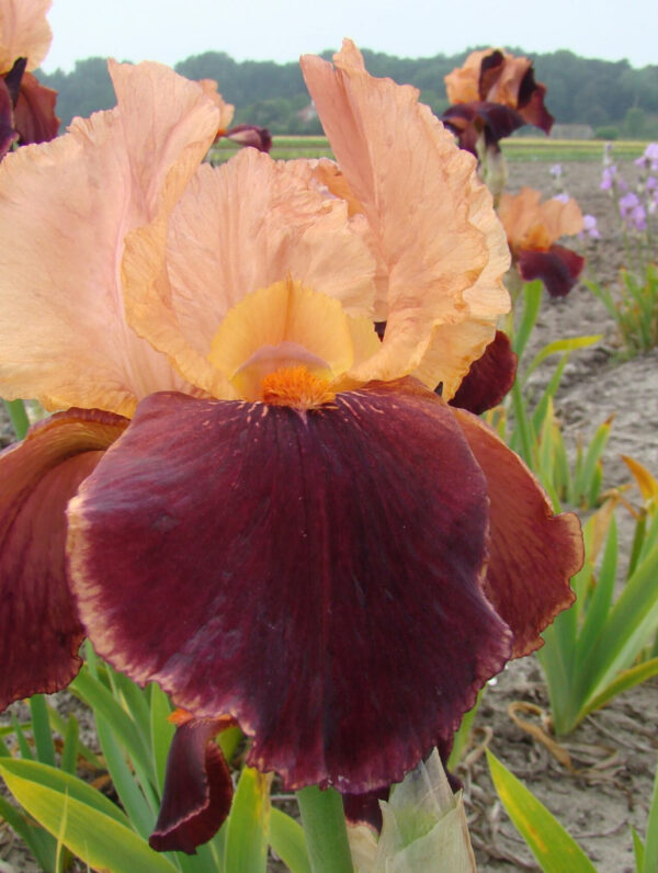 Iris Cimarron Strip - case