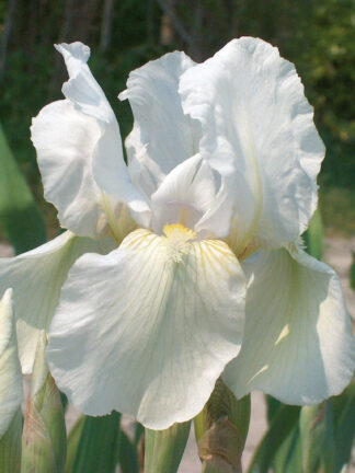Iris Immortality - bag