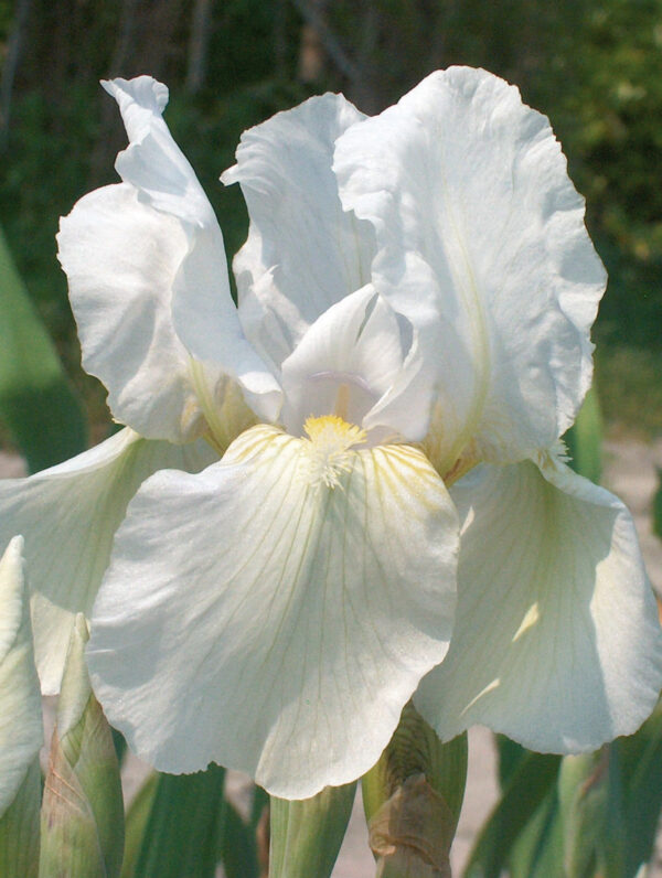 Iris Immortality - bag