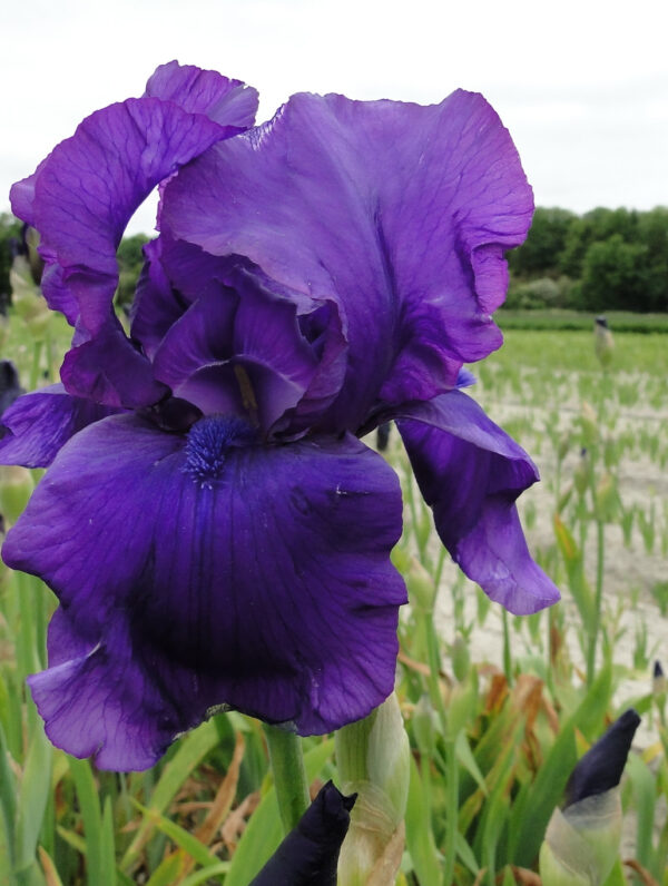 Iris Matinata - bag
