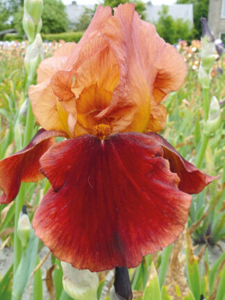 Iris Natchez Trace - bag