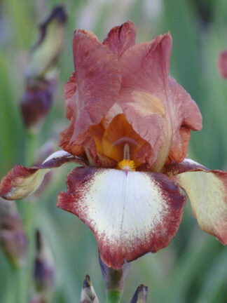 Iris Rimfire - bag