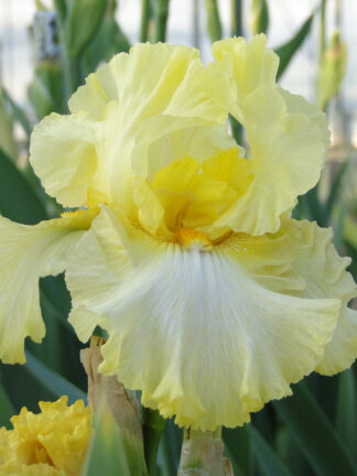 Iris Summer Olympics - bag
