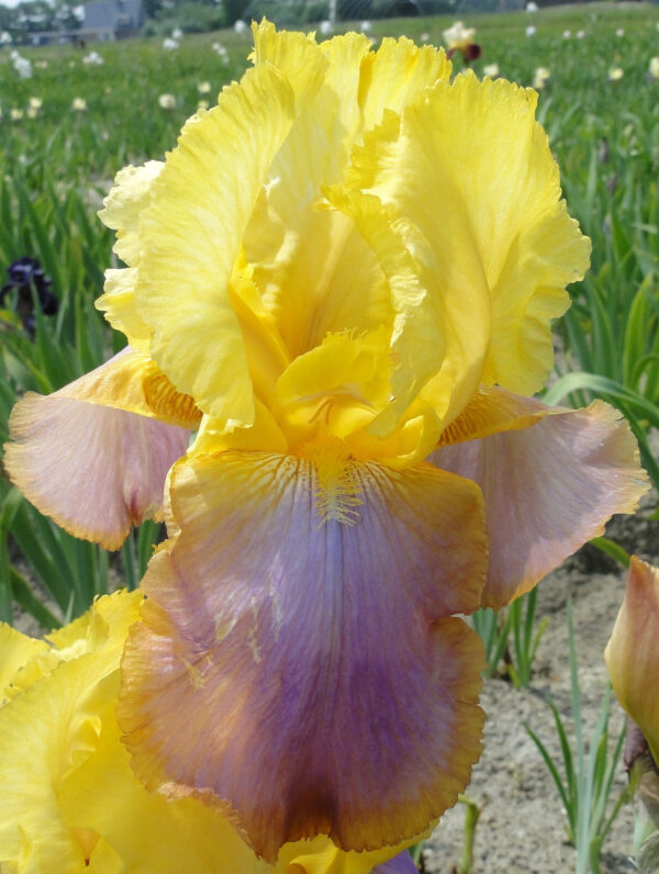 Iris Sunset Sky - bag