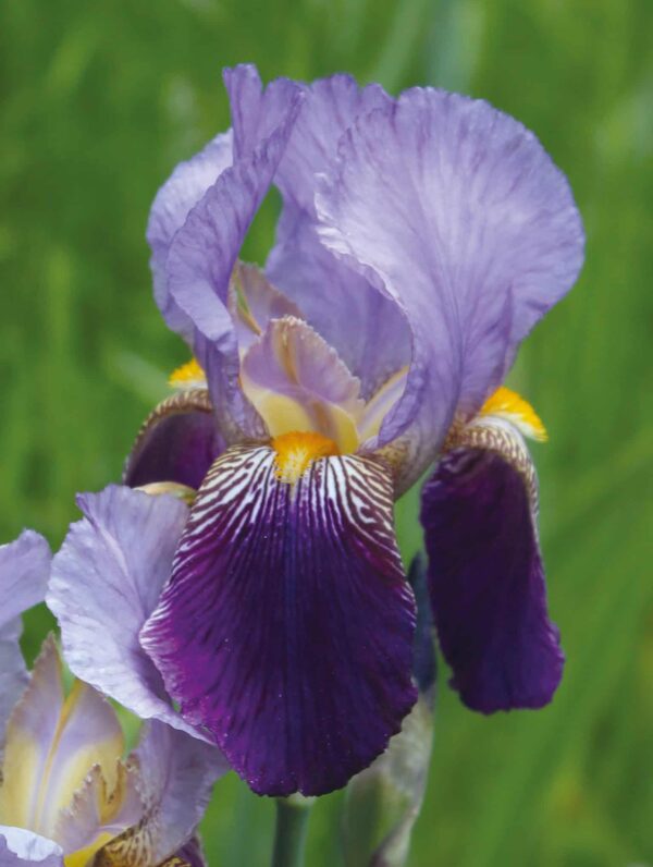 Iris Alcazar - case
