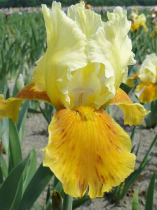 Iris Honey Glazed - bag