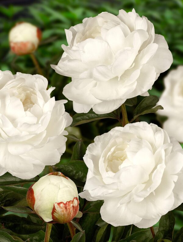 Paeonia Elsa Sass - case