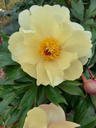 Paeonia Amy Jo - bag