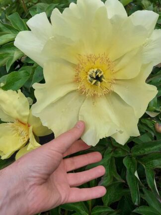 Paeonia Going Bananas - bag