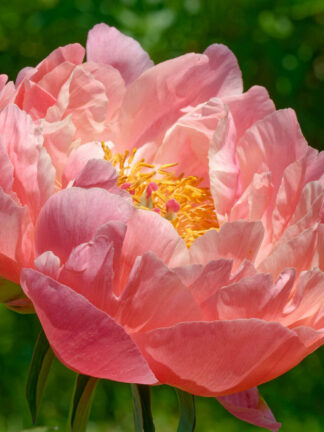 Paeonia Kings Day - bag