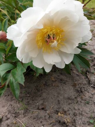 Paeonia Love Affair - bag