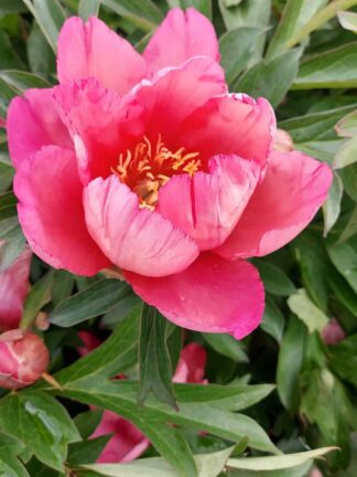 Paeonia Pink Double Dandy - bag