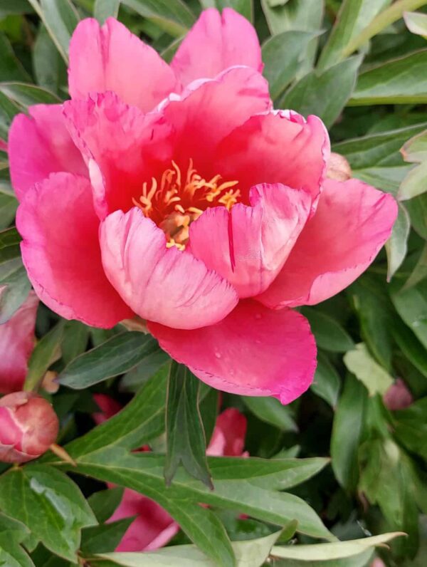 Paeonia Pink Double Dandy - bag