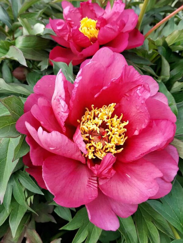 Paeonia Yankee Doodle - bag