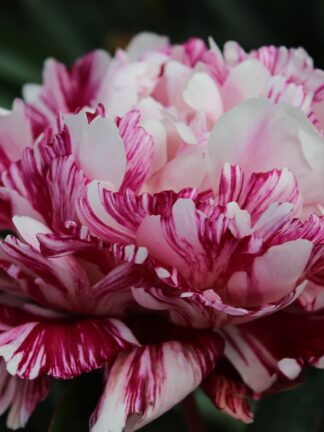 Paeonia Candy Stripe - bag