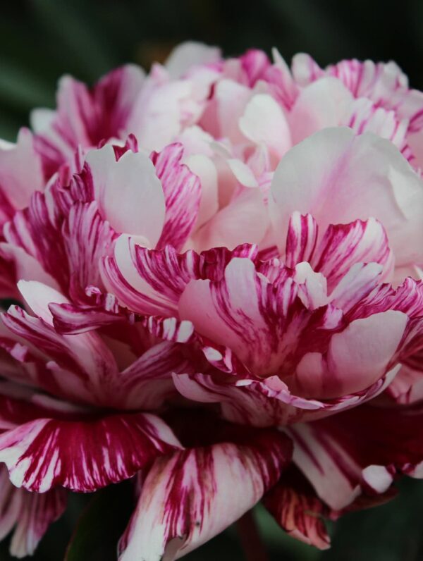 Paeonia Candy Stripe - case