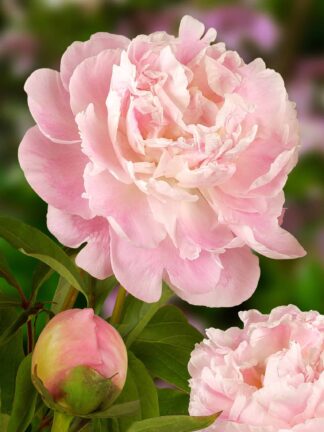 Paeonia Catharina Fontijn - bag
