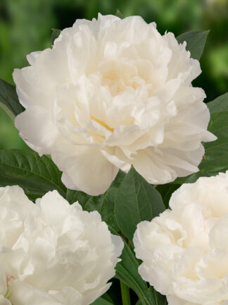 Paeonia Fringed Ivory - bag