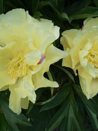 Paeonia Lemon Dream - bag