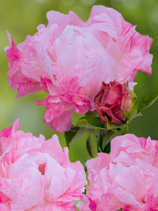Paeonia Pink Choice