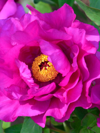 Paeonia Purple Sensation - bag