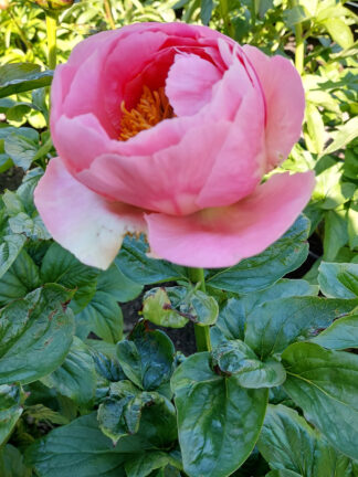 Paeonia Salmon Chiffon - bag