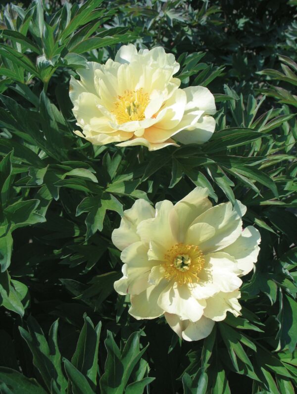 Paeonia Singing in the Rain - case