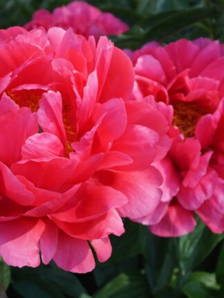 Paeonia Raspberry Charm - bag