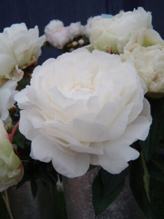 Paeonia Ann Cousins - bag
