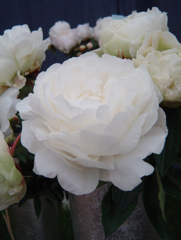 Paeonia Ann Cousins - case