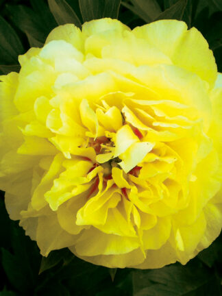 Paeonia Bartzella - bag
