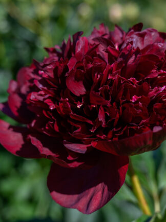 Paeonia Black Beauty - bag