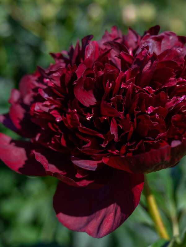 Paeonia Black Beauty - case