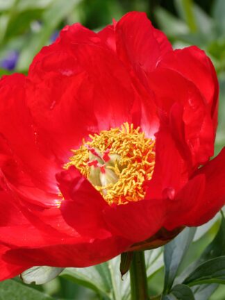 Paeonia Blaze - bag