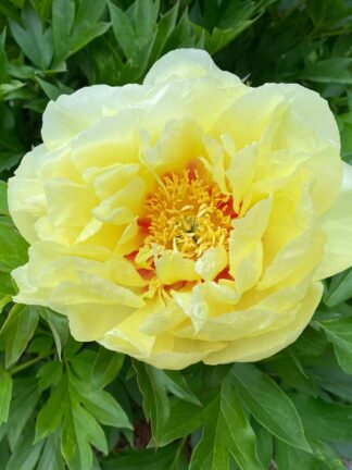 Paeonia Border Charm - bag