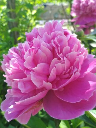 Paeonia Bouquet Perfect - bag