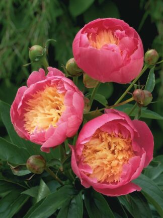 Paeonia Bowl of Beauty - bag
