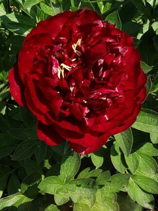 Paeonia Buckeye Belle - bag