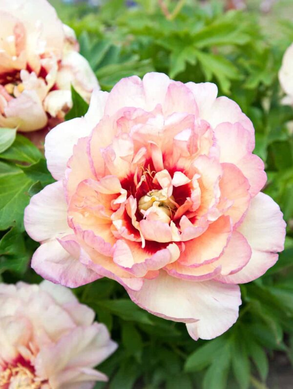 Paeonia Callies Memory - case
