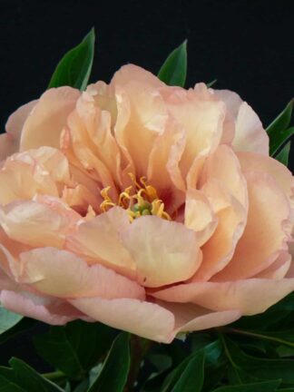 Paeonia Canary Brilliant - bag